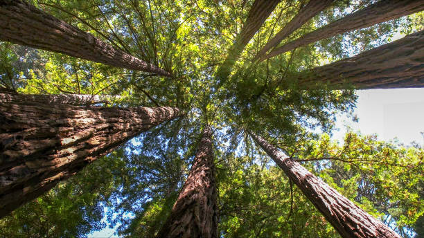 How Our Tree Care Process Works  in  Varnell, GA