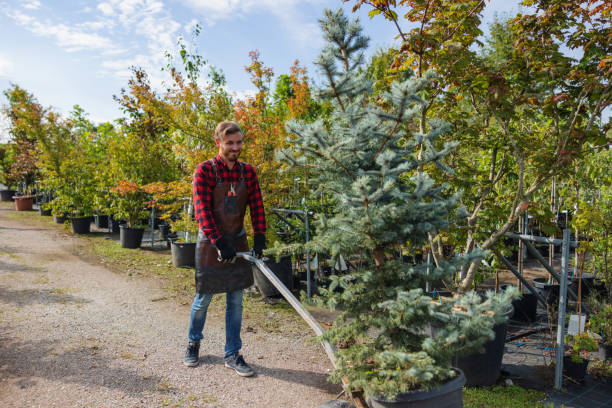 Trusted Varnell, GA Tree Services Experts